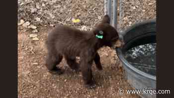 Wildlife organization in New Mexico cares for nearly a dozen bear cubs amid increase in sightings