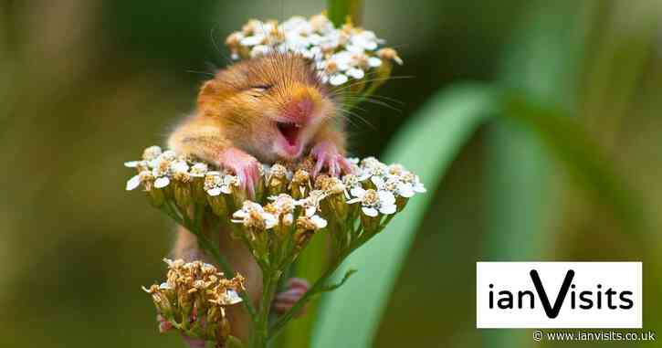 Photo exhibition of “animals behaving amusingly” opens next month