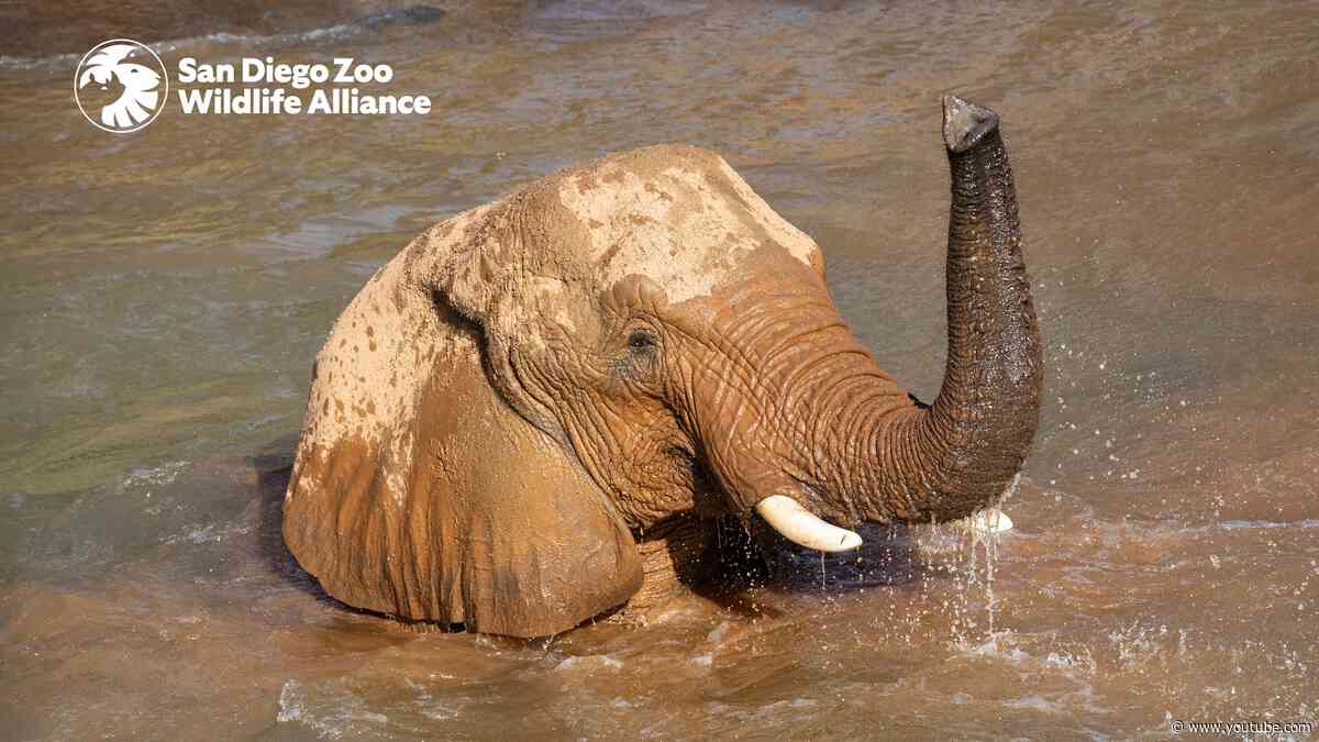 Meet the Herd: Swazi | San Diego Zoo Safari Park