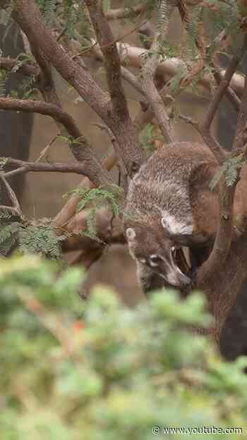 Get to Nose The White-Nosed Coati