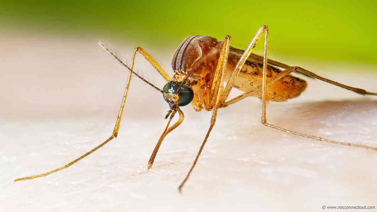 Connecticut reports first human case of West Nile virus this year, DPH says