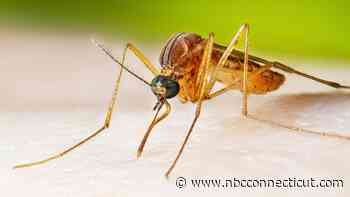 Connecticut reports first human case of West Nile virus this year, DPH says
