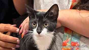 Happy ending for gorgeous tuxedo kitten that was used to rob a bank