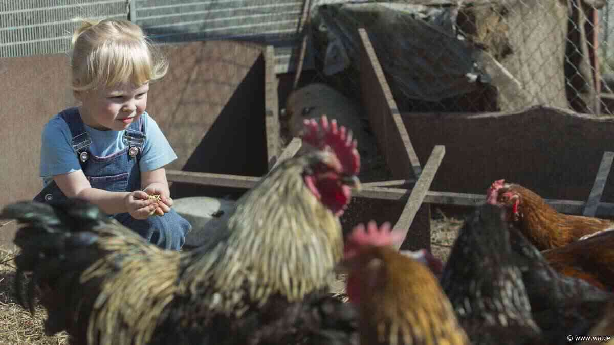 Ein Mädchen versteckte sich vier Stunden in einem Hühnerstall – später veränderte sie die Welt