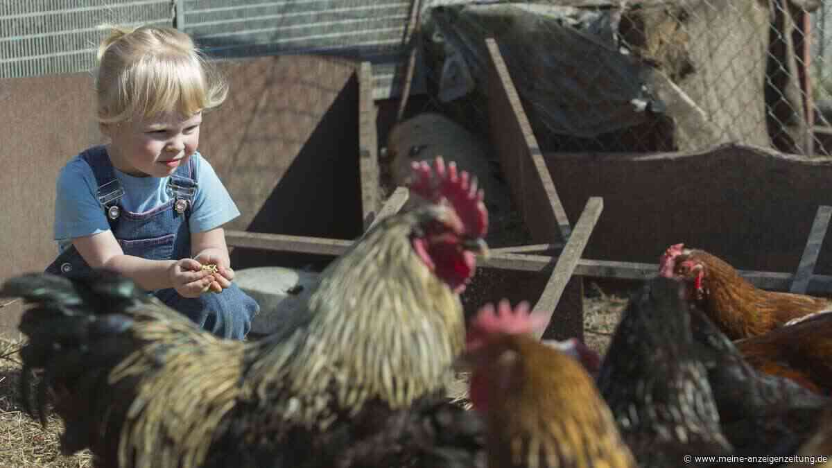 Ein Mädchen versteckte sich vier Stunden in einem Hühnerstall – später veränderte sie die Welt
