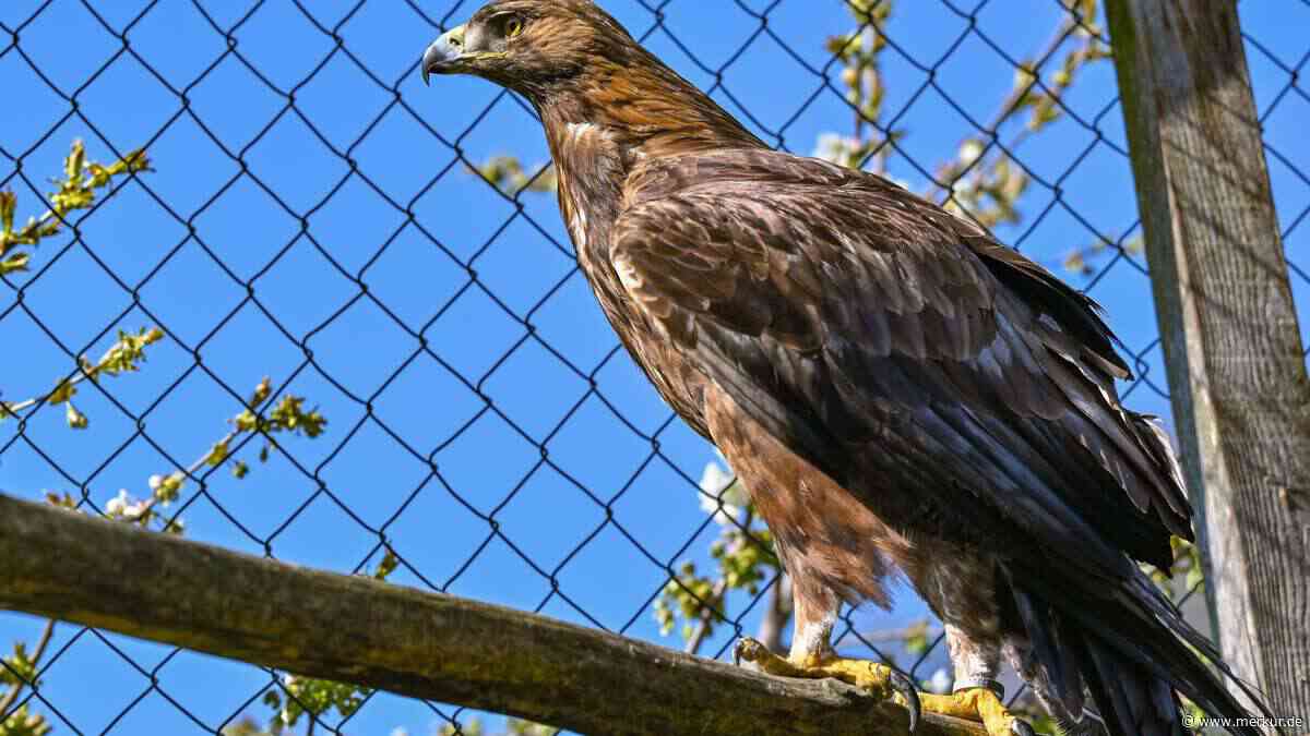 Steinadler zerlegt Drohne: Kurioser Kampf in Bayerns Luftraum