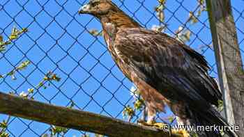 Steinadler zerlegt Drohne: Kurioser Kampf in Bayerns Luftraum