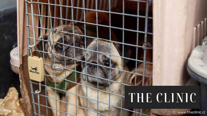 “Era impactante el nivel de encierro”: Desmantelan criadero clandestino de perros en Barrio Yungay con cachorros Yorkshire, Pug y Boxer