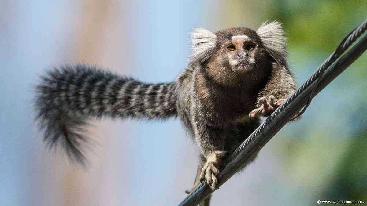 ITV confirm 'revolutionary' documentary series on unexpected wildlife