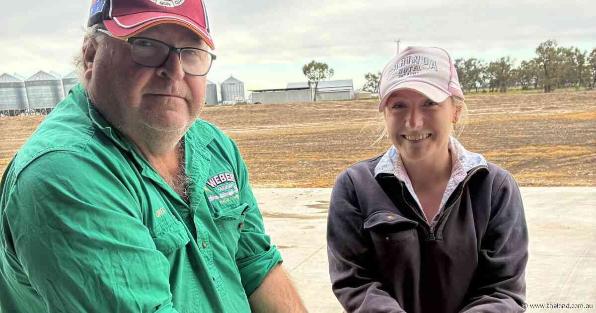 'No grass, no graze': how a Walgett grazier brought Mitchell grass back from the dead
