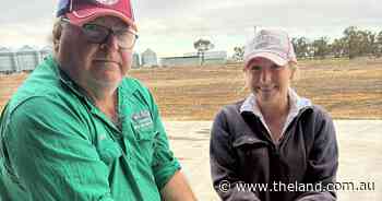 'No grass, no graze': how a Walgett grazier brought Mitchell grass back from the dead