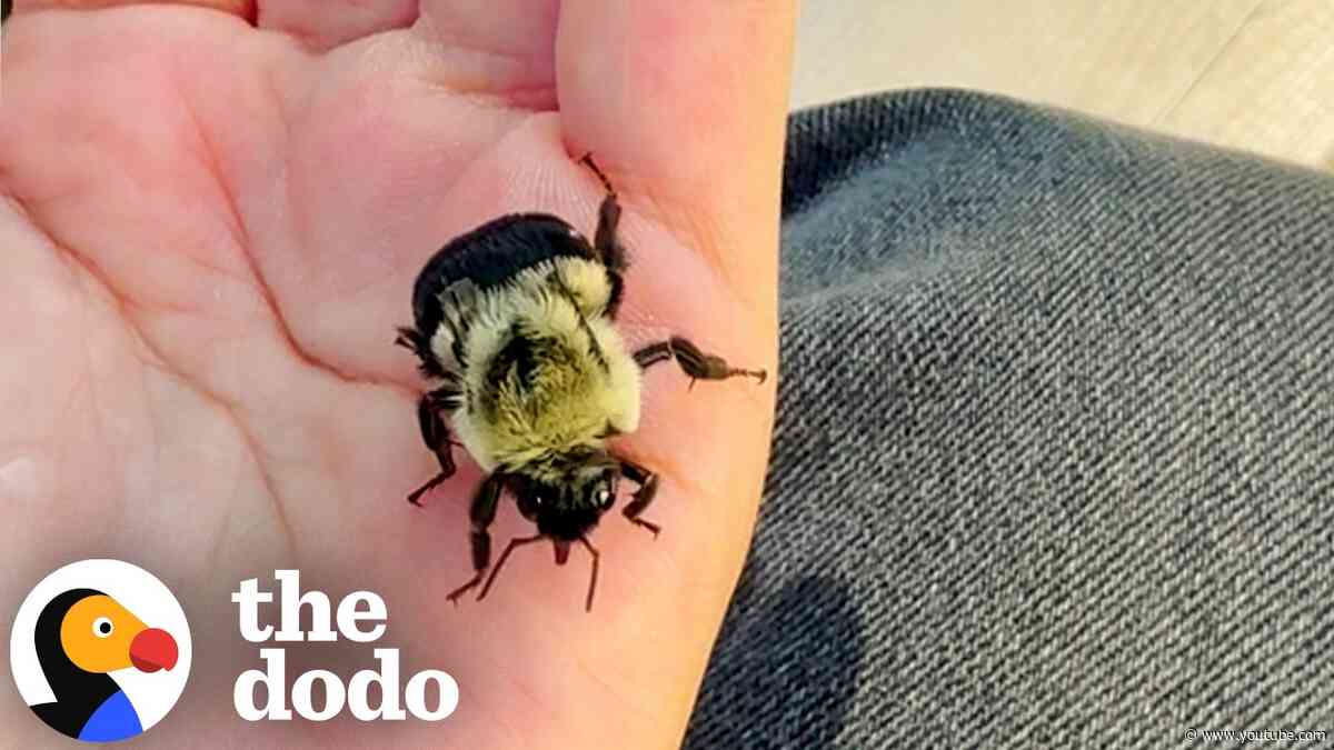 Woman Spends 12 Days Caring For A Wingless Bumblebee | The Dodo