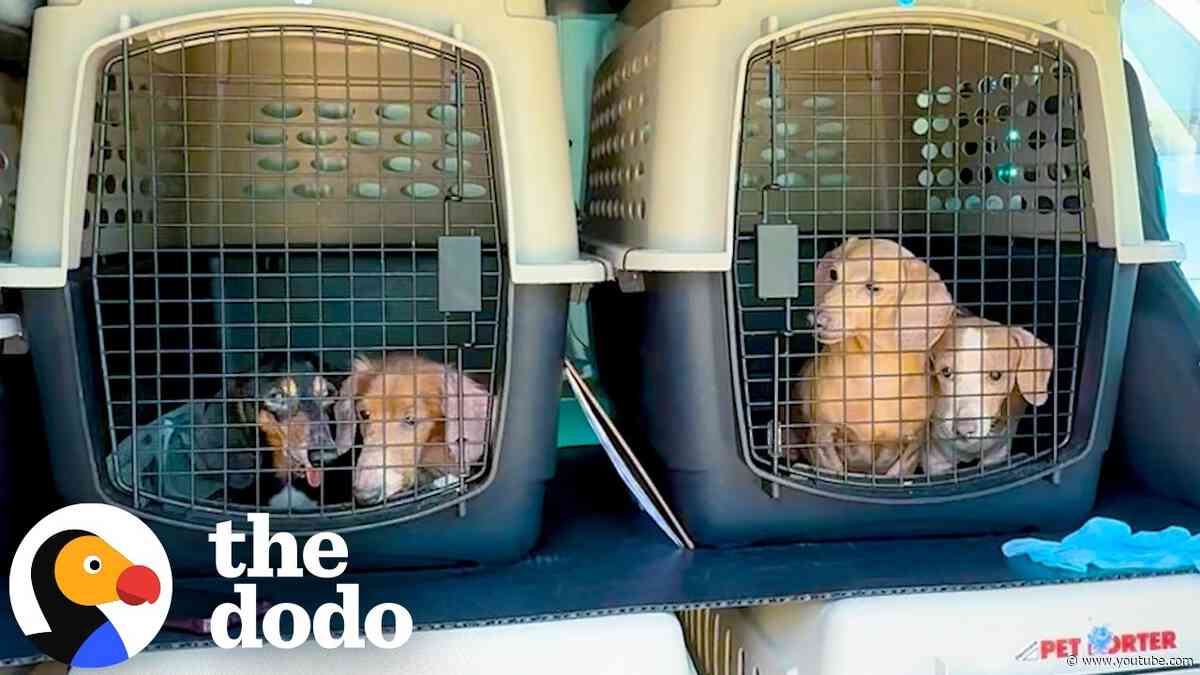 Woman Helps 40+ Senior Dachshunds Find Homes After Breeder Gives Them Up | The Dodo