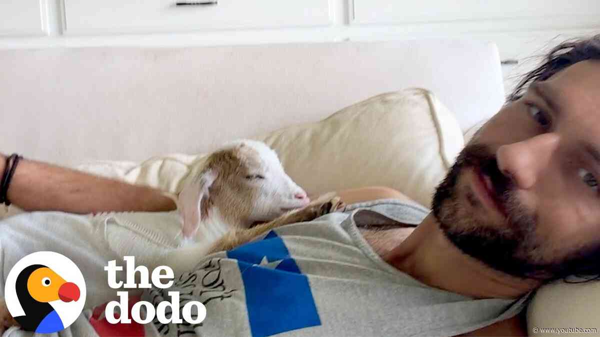 Blind Baby Goat Becomes Paralyzed Until One Little Thing Gets Her Standing Again | The Dodo