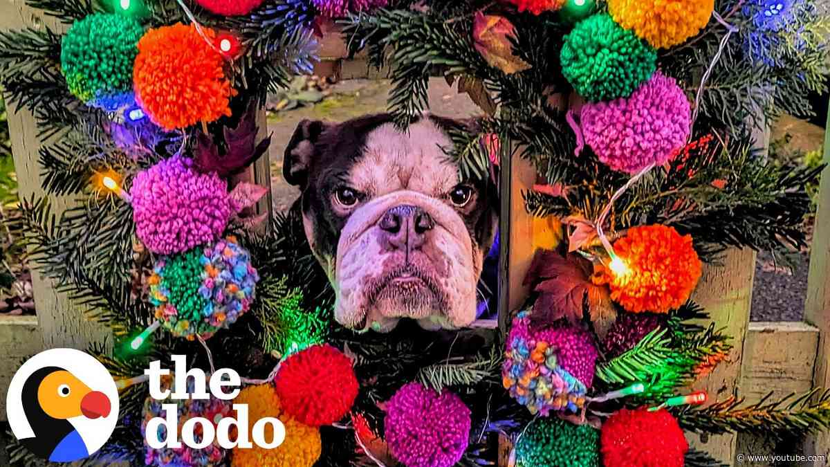 Bulldog Gets Her Own “Hello Window” To Greet Everyone Who Walks By | The Dodo