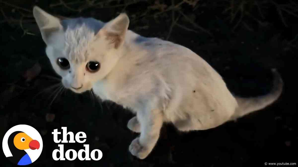 Ukrainian Rescuers Stop For Tiny Kitten Stranded On Highway At Night | The Dodo
