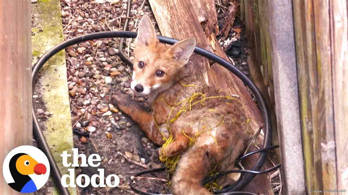 Baby Fox Trapped In Wire During Heat Wave Makes It Back To Her Family | The Dodo