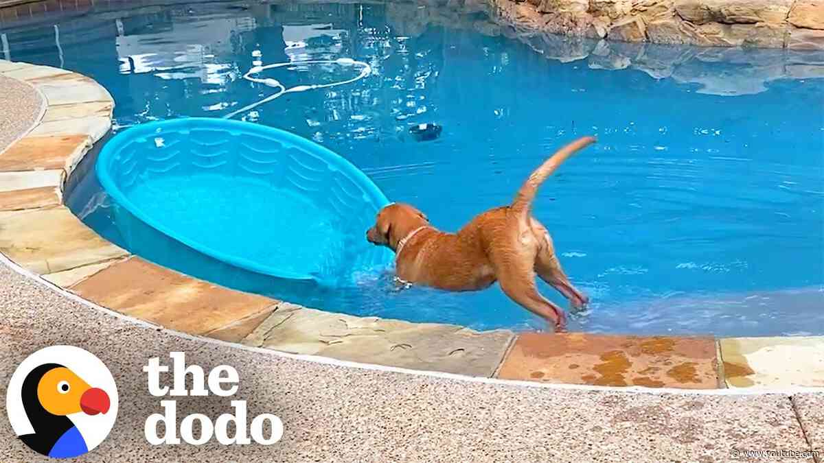 Lab Turns Her Kiddie Pool Into A Boat So Her Family Gets Her A Real One | The Dodo