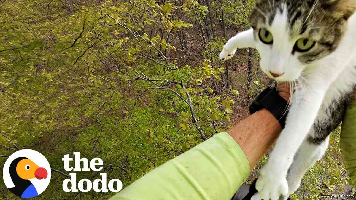 Rescuer Swings Between Two Trees To Reach Kitten Stranded For Days | The Dodo