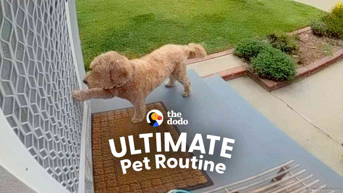 Neighbor's Dog Knocks On Their Door Every Day To Play With Their Dog | The Dodo