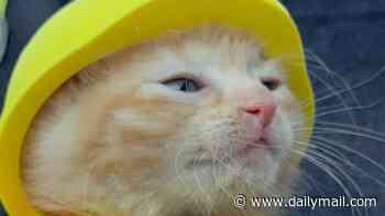 Midwest construction crew rescues adorable orange kitten from engine and 'HIRES' her to work with them