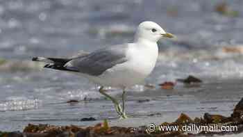 Greedy seagulls have run up a £171million bill over stolen or spoilt meals, report says