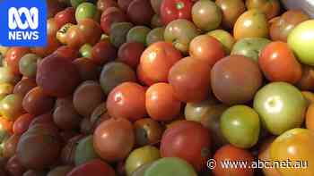 Household waste could make for sweeter tomatoes