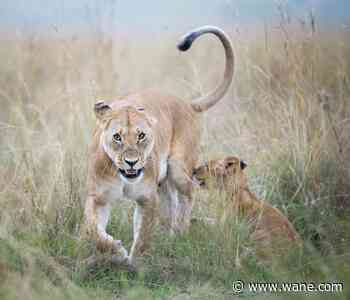 Two lions reported loose in Indiana, deputies say
