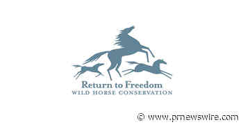 Return to Freedom: Congress must act to stop wild horses from going to slaughter