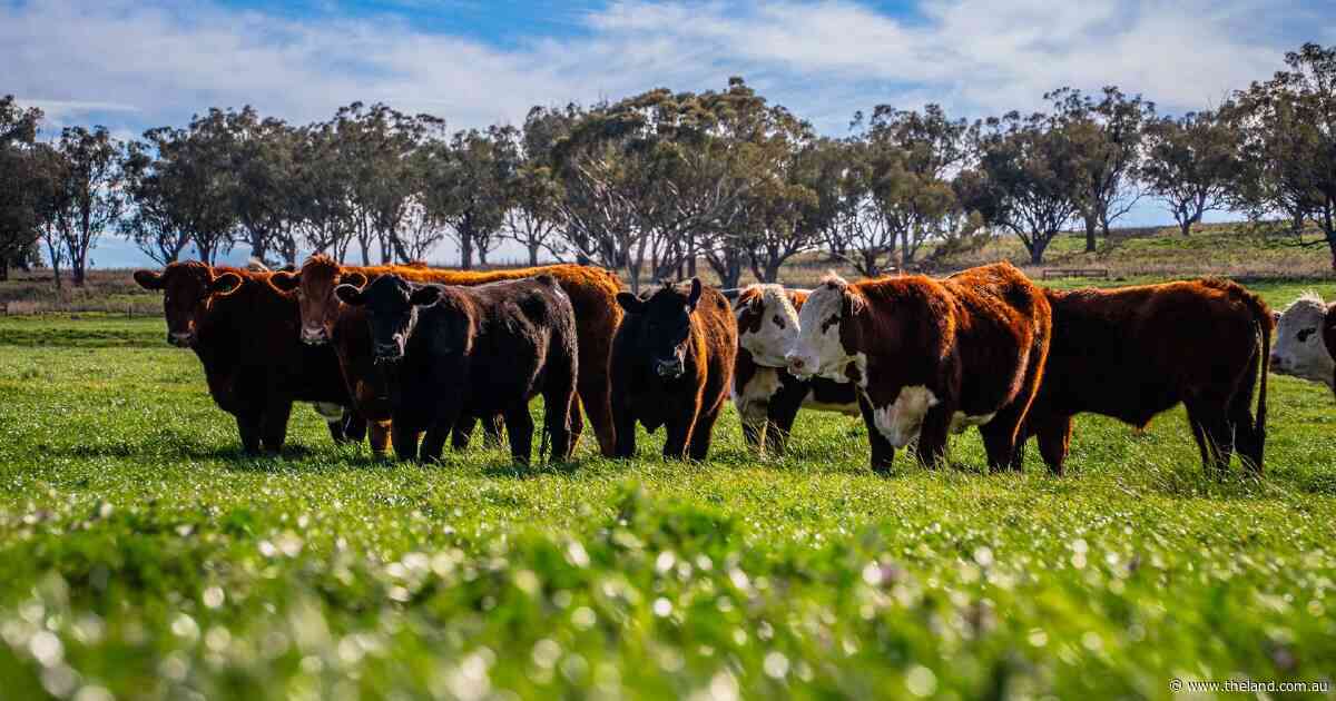 Burnley Aggregation a proven pasture and weight-gain performer | Video