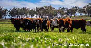 Burnley Aggregation a proven pasture and weight-gain performer | Video