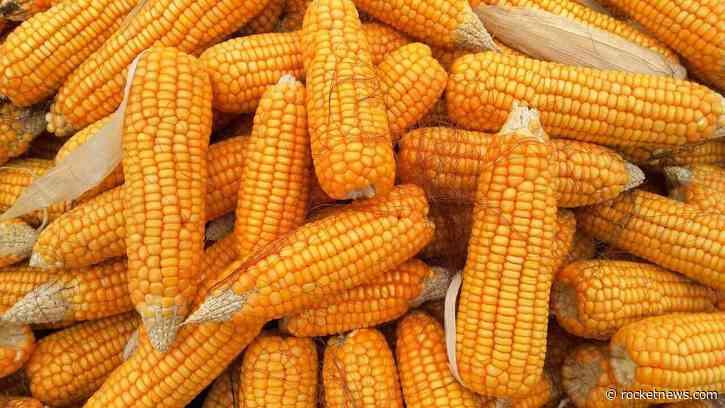 Corn Closing in on 3-year Highs