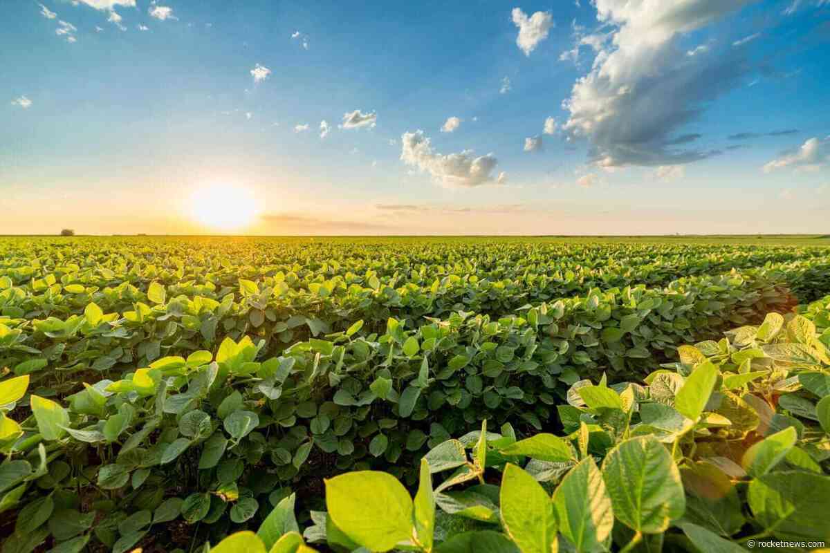 Soybeans Posting Early Wednesday Strength