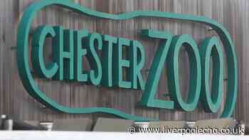 Chester Zoo welcomes new rare animals the same weight as a can of sardines