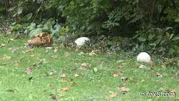 Local health professionals warn against eating wild mushrooms