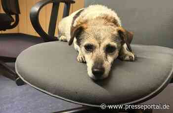 POL-PIBIN: Hund aufgefunden - Wer vermisst sein Tier?