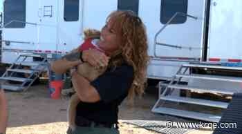 Team of dogs from Española Humane visit fire crews at Frijoles Fire base camp