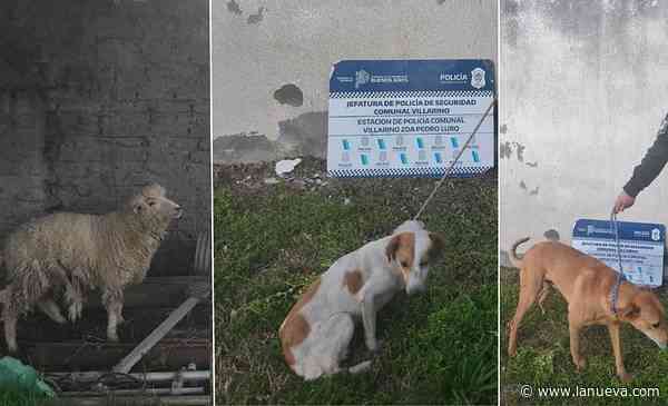Por maltrato y crueldad, rescatan cinco animales en Villarino