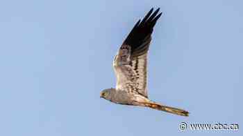 One 'absolutely prolific' male bird is keeping his species alive in the U.K.
