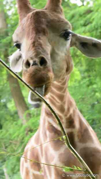 Echte Rampensau: Giraffen-Bulle Zikomo stellt sich vor