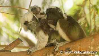 Bless their cotton... tops: Twin monkeys cling onto their mum as UK zoo welcomes three baby primates