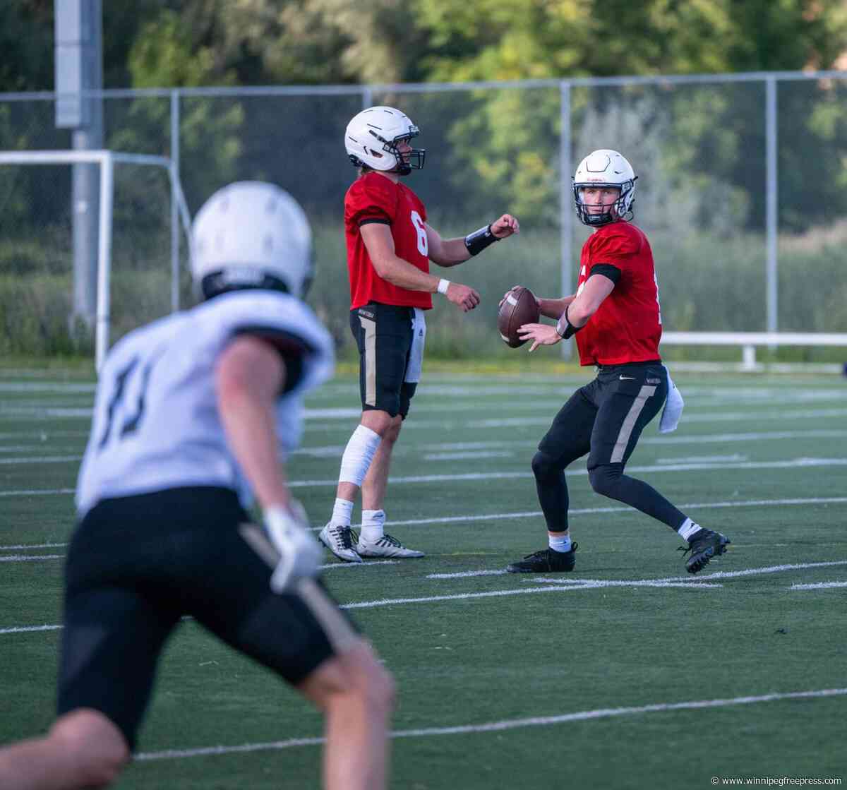 Bisons begin reshaping herd