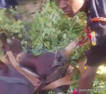 Man rescuing cow trapped in Kano well