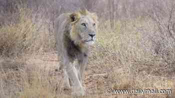 Huge lion and its cub are on the loose in INDIANA - and cops say they have no idea where the predator came from