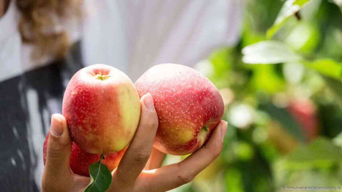 Obsternte im September: Was jetzt ansteht