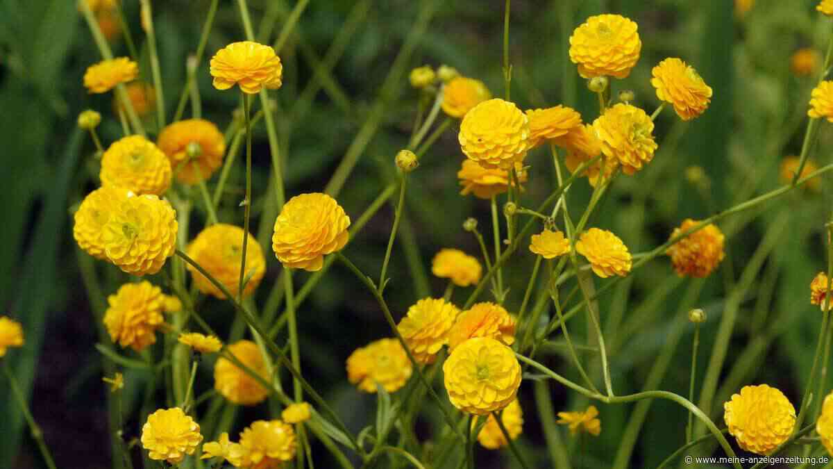 Gar nicht altmodisch: Diese robusten Stauden aus Omas Garten haben ein Comeback
