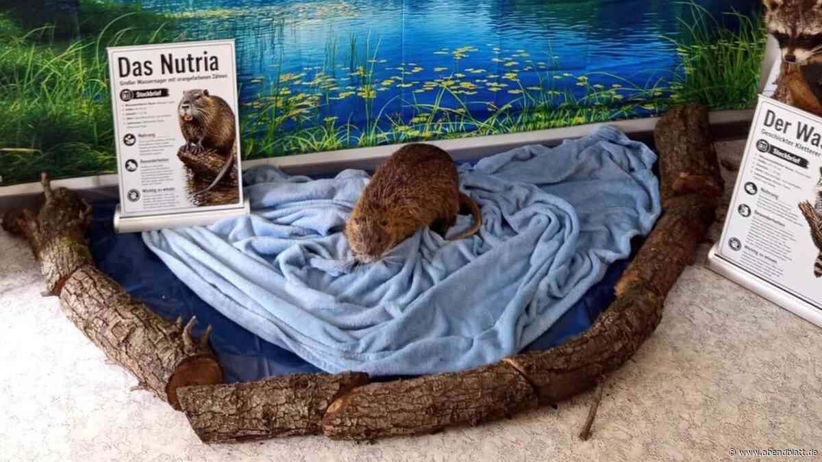 Biber, Bisam, „kleine Draculas“: Das zeigt Bergedorfs neues Mini-Museum