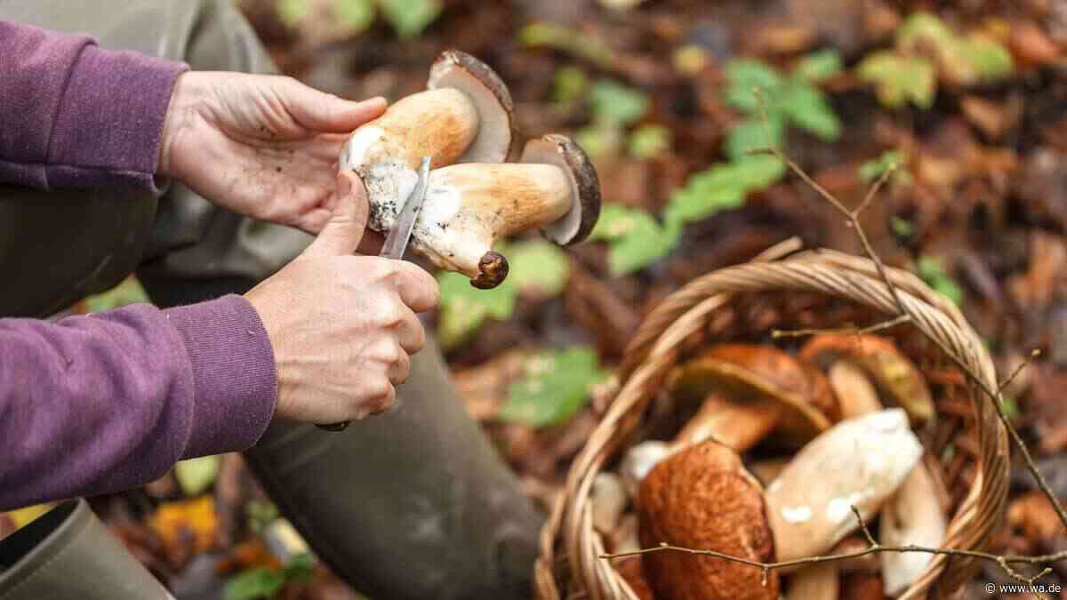 Grüner Knollenblätterpilz wird mit Champignons verwechselt
