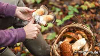 Grüner Knollenblätterpilz wird mit Champignons verwechselt