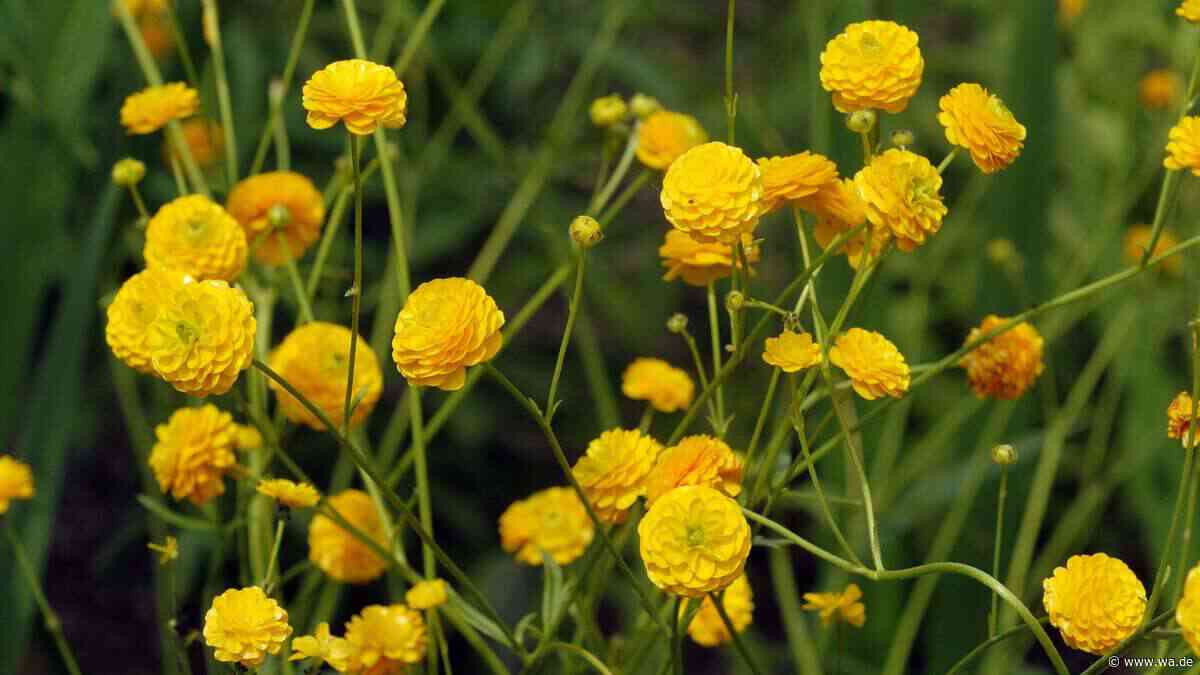 Gar nicht altmodisch: Diese robusten Stauden aus Omas Garten haben ein Comeback